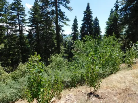 Residential Lot in Sky High