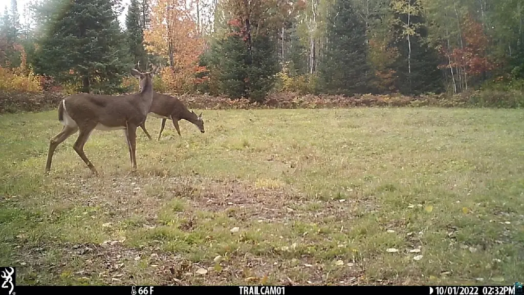Picture 35