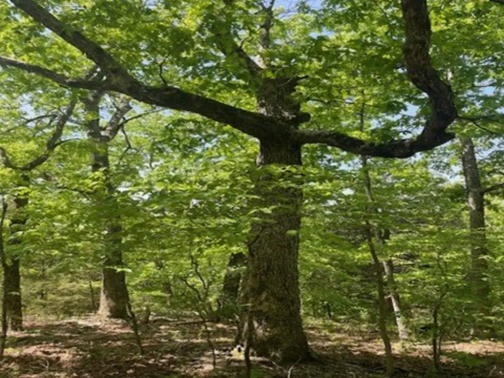Picture 6