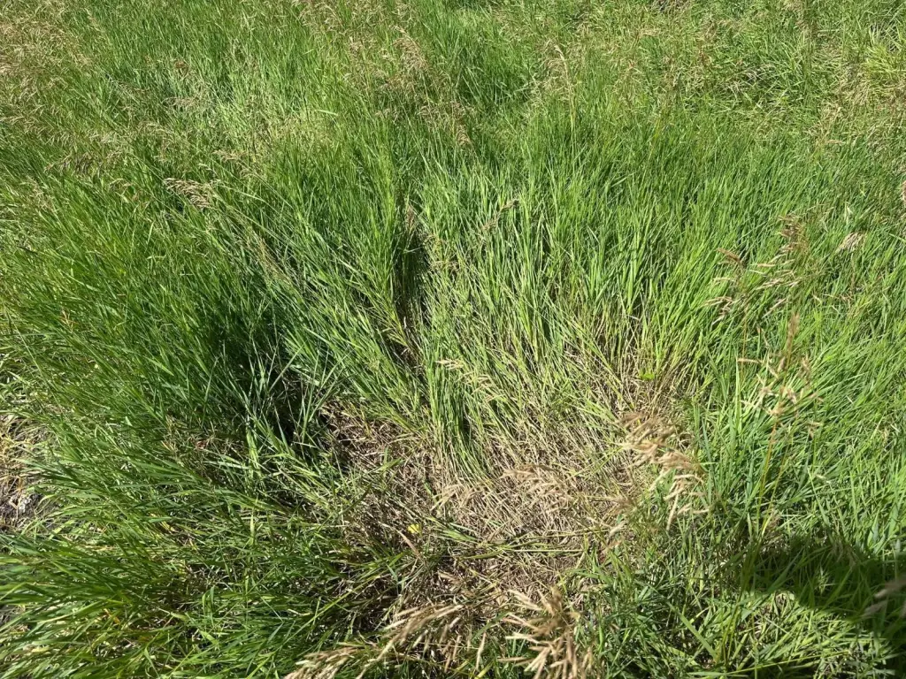 Picture 25