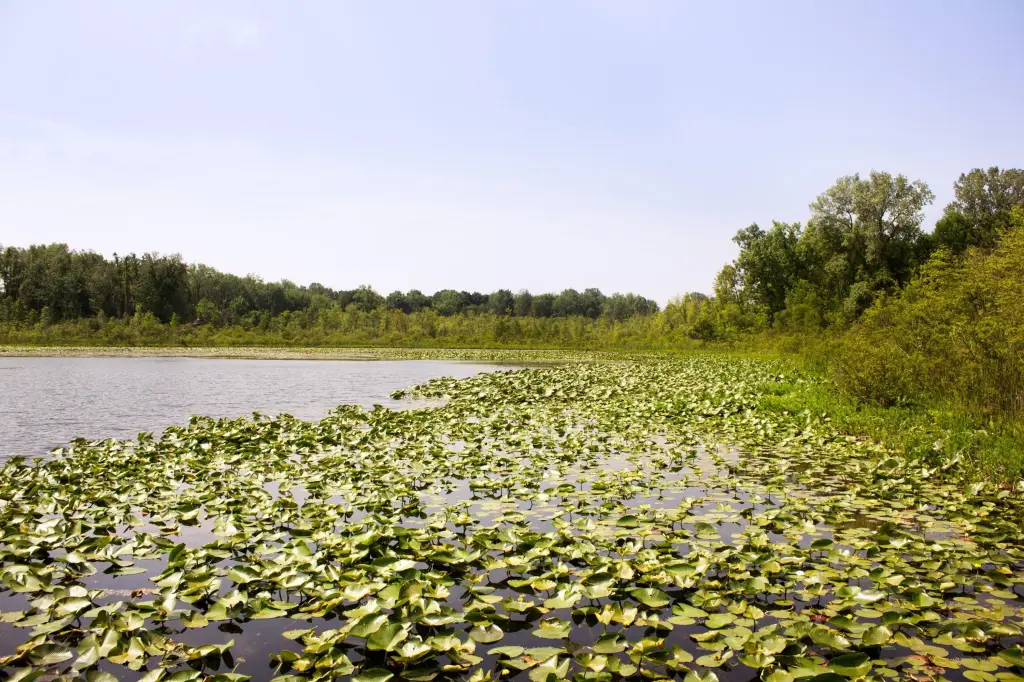 Picture 40