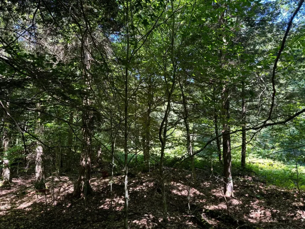 Picture 17