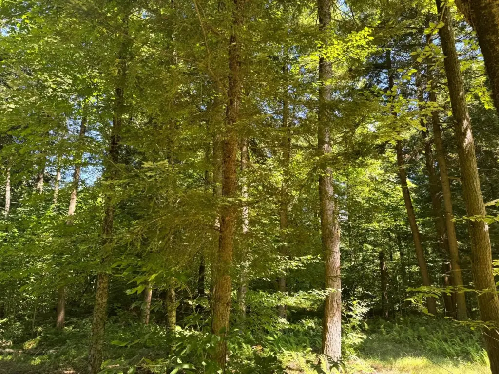 Picture 19