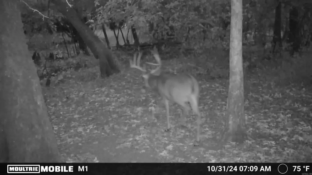 Picture 3