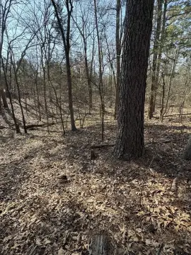 Two Lots in Tall Tree