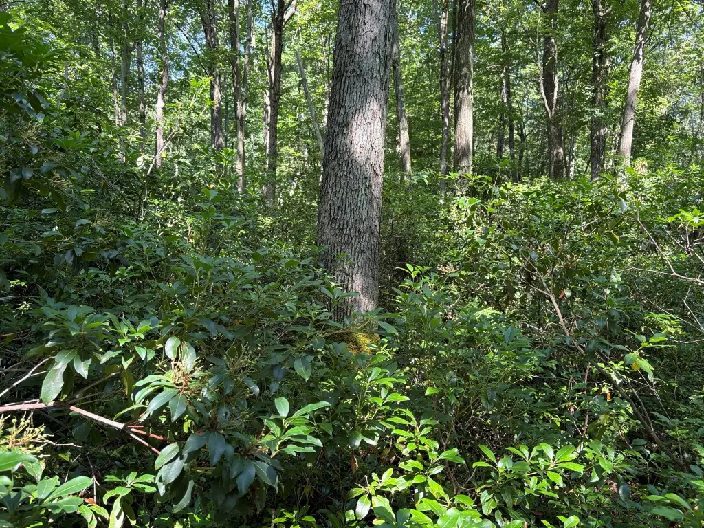 Picture 7
