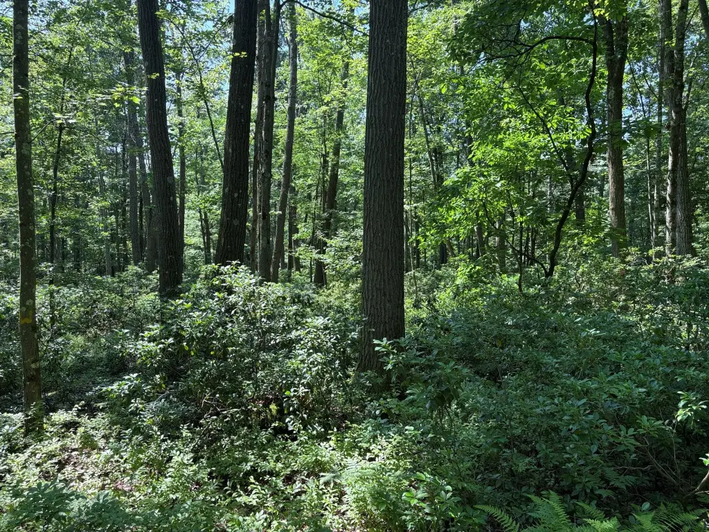 Picture 25
