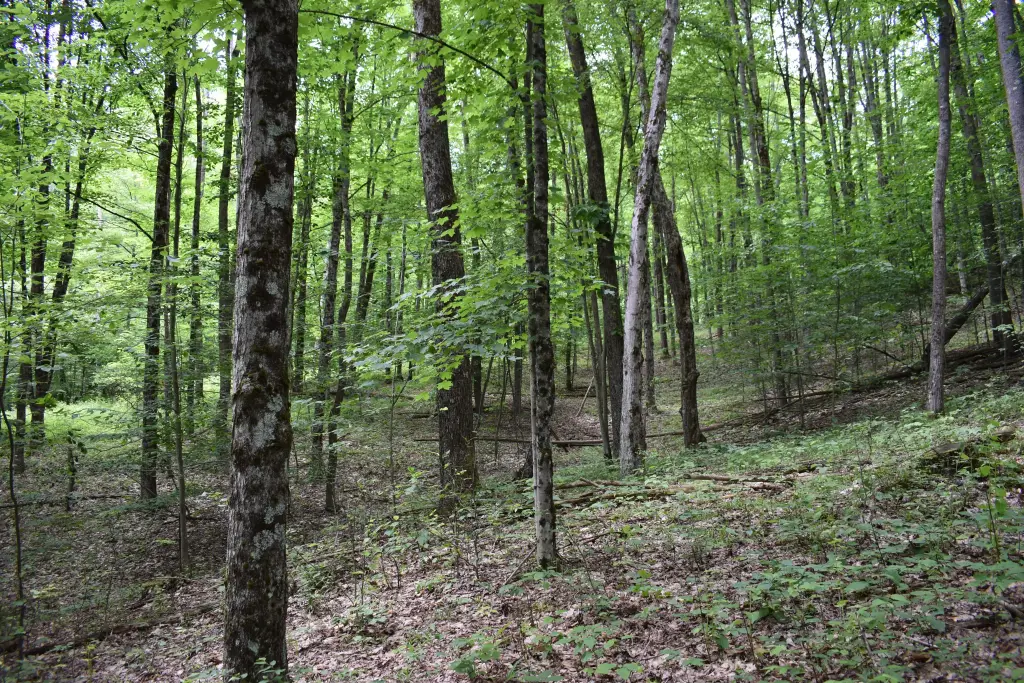 Picture 8