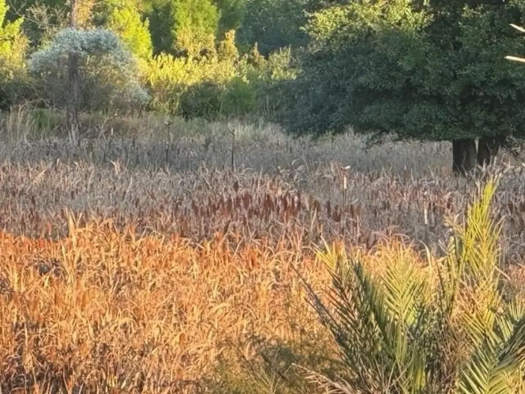 Picture 31