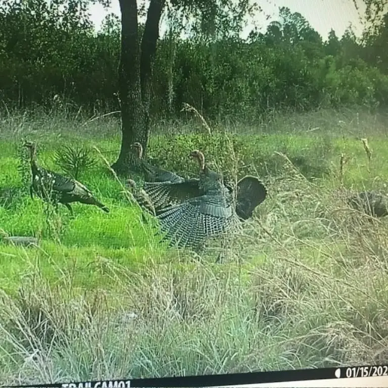Picture 27
