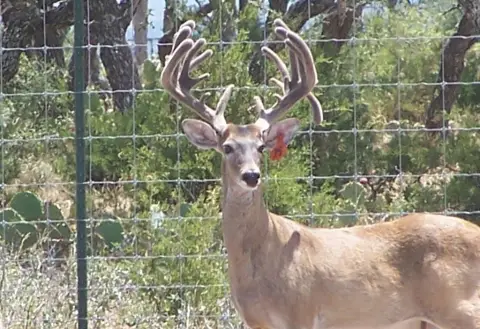 Rocksprings Hunting Land For Sale