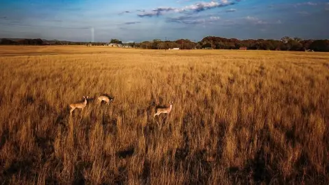 40 Acres Near Downtown