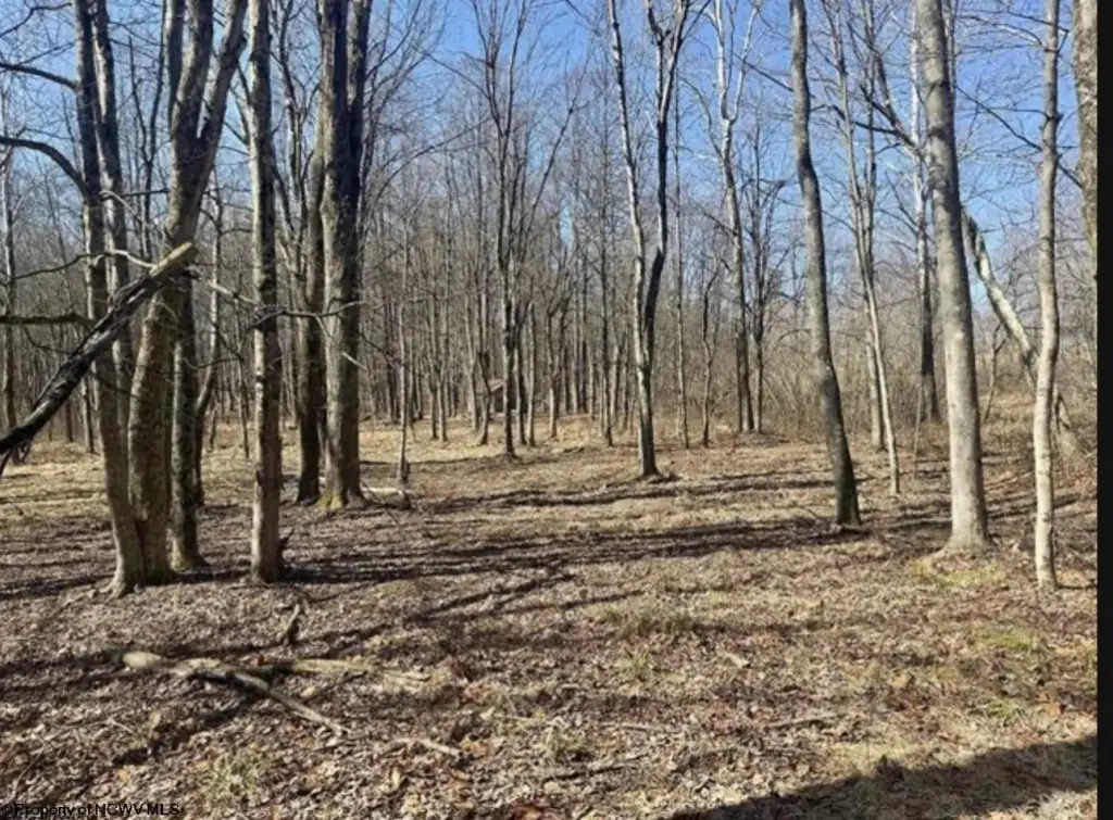 Picture 5