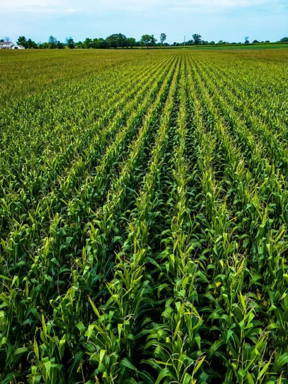 Picture 13