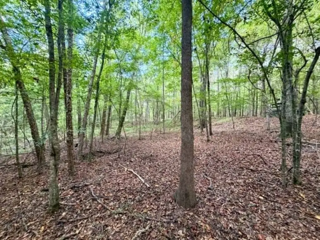 Picture 47
