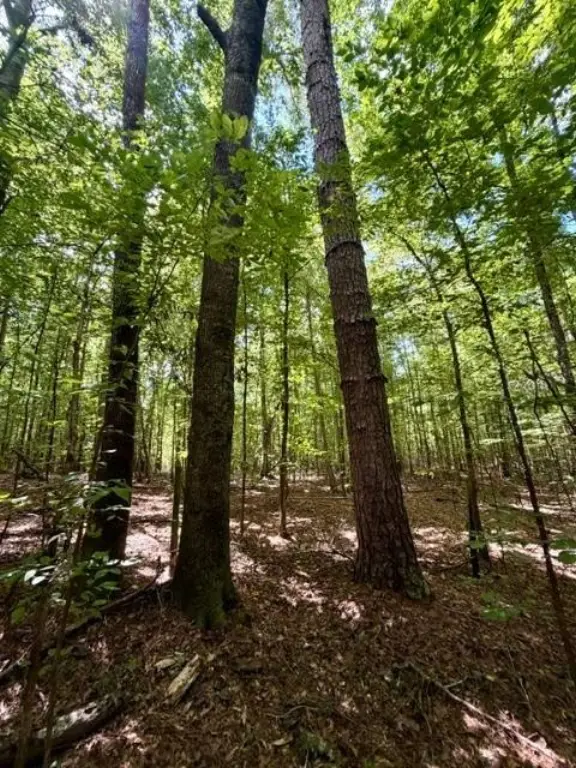 Picture 36