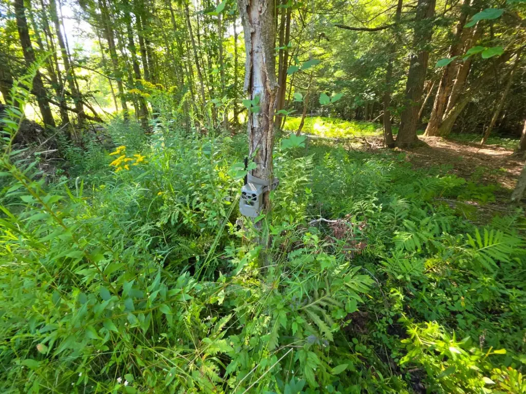 Picture 31