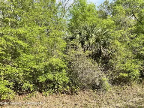 Chiefland, FL Acreage Homesite