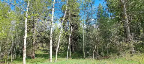 Wooded Land Near National Forest