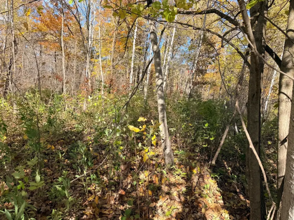 Picture 21