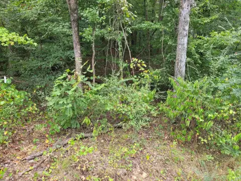 Wooded Lot in Oak Haven