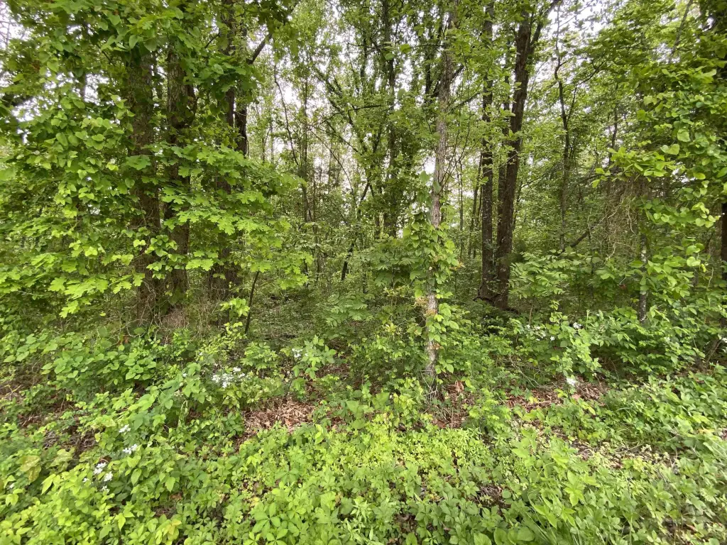 Picture 5