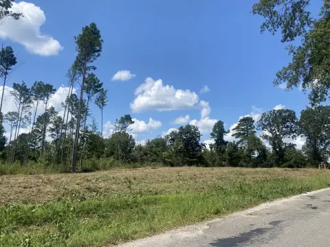 Land with Plantation Pines