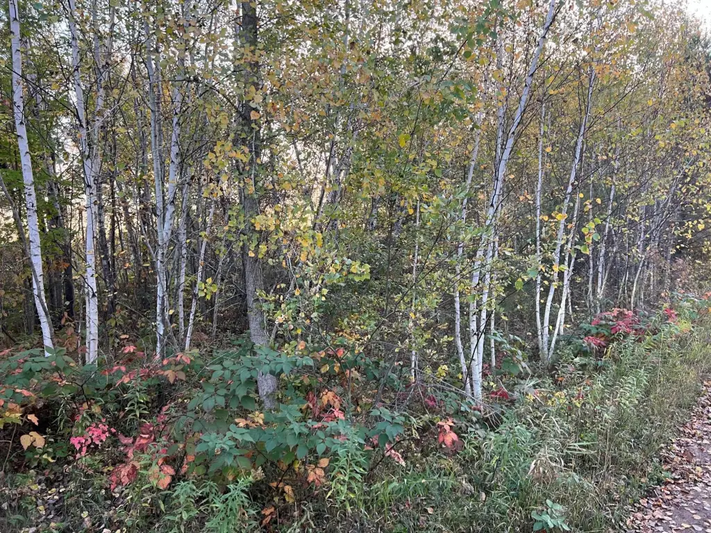 Picture 18
