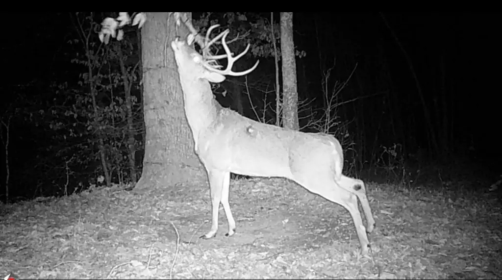 Picture 5