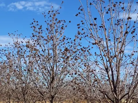 360-Acre Pecan Orchard For Sale