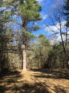 Wooded Hunting Land