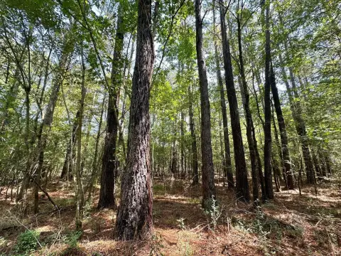 180 Acres Near Bienville Forest