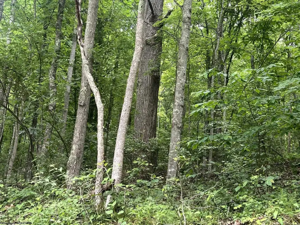 Picture 4