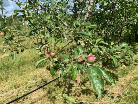 Organic Orchard Farm with Post Beam Barn