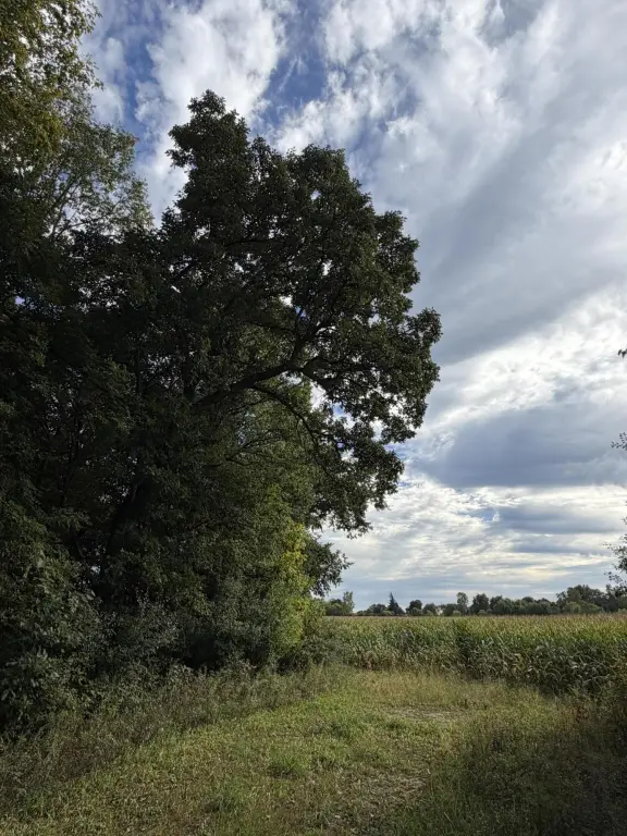 Picture 46