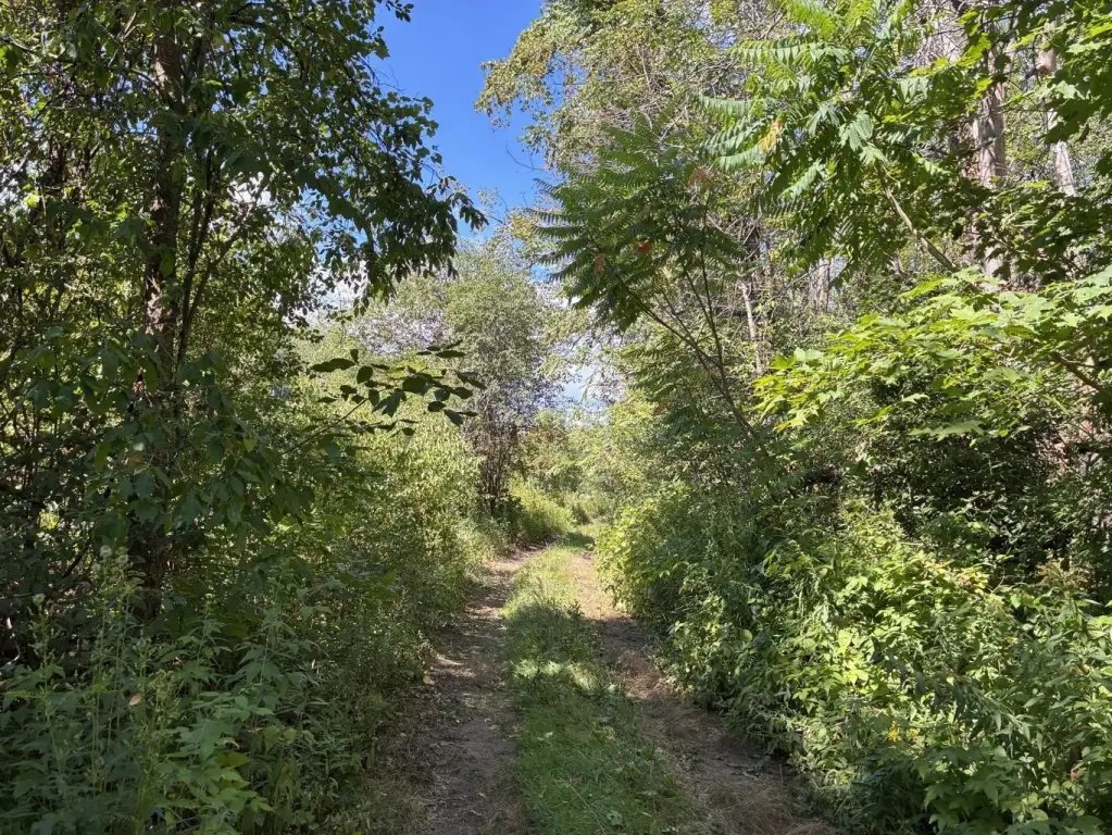 Picture 5