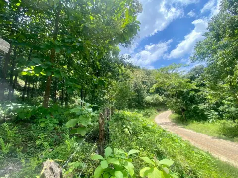 Land with Teak Trees and River