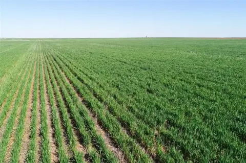Productive Farmland in Wilbarger County