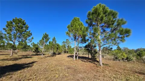 Cleared Land Ready for Development