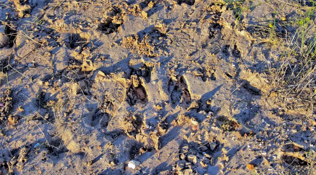 Picture 23