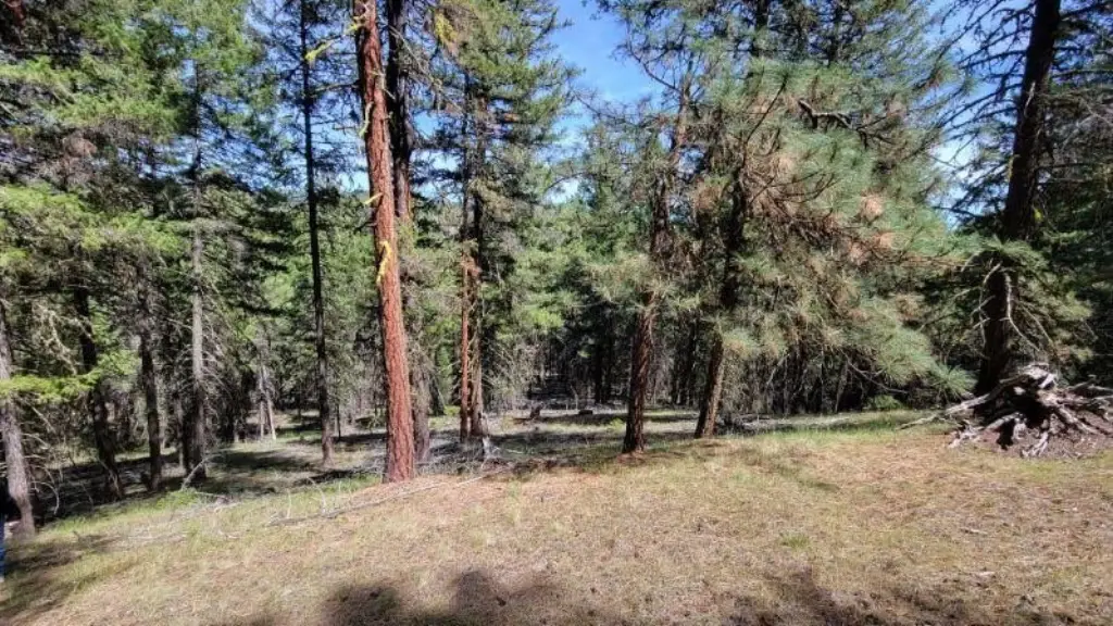 Picture 17