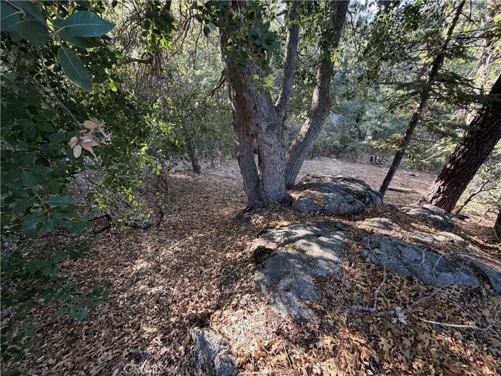 Picture 33