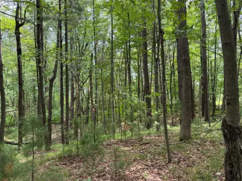 Wooded Waterfront Land with Lake Access