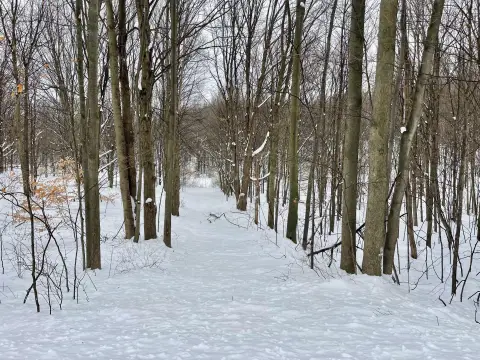 Shelby, MI Wooded Land Parcel