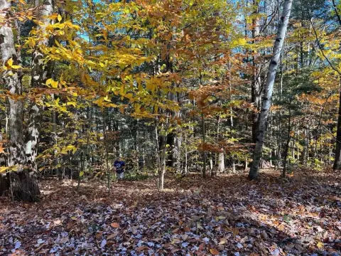 Wooded Homesite Near Pleasant Lake