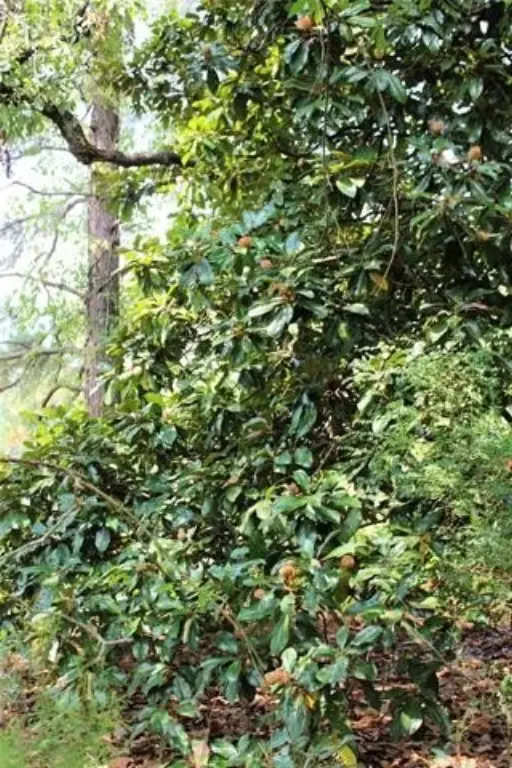 Picture 21