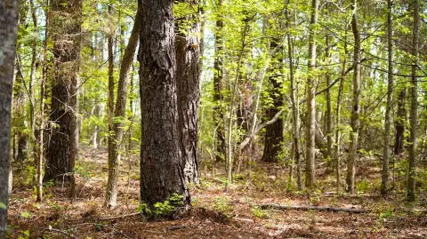 Recreational Land in Livingston, Alabama