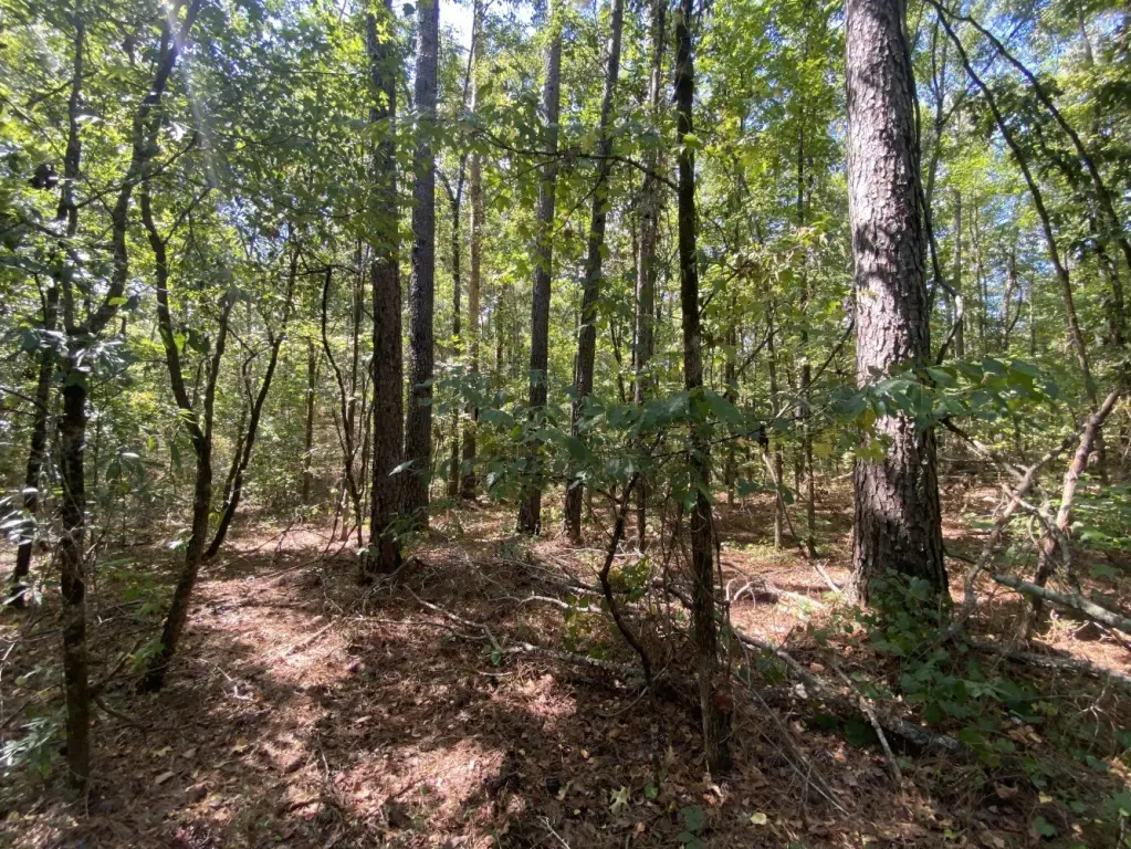 Picture 29