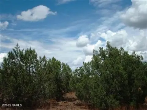 Heavily Treed Lot in Ash Fork