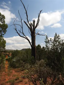 38.43 Acres Near Lagunitas Mission